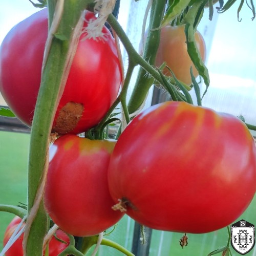 Solanum lycopersicum 'Mrs. Schlaubaugh's Famous Strawberry' - Harilik tomat 'Mrs. Schlaubaugh's Famous Strawberry' P9/0,55L 